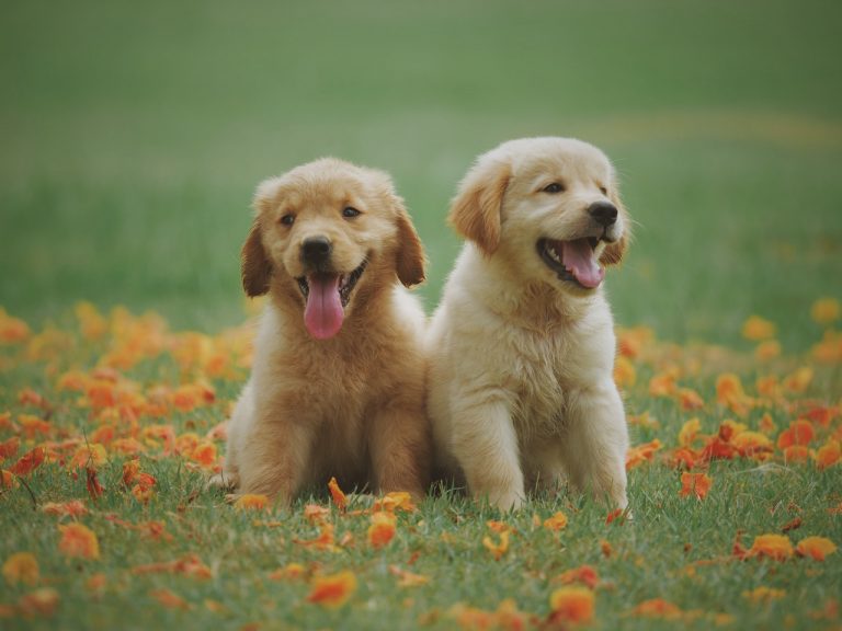 Two yellow labrador retriever puppies