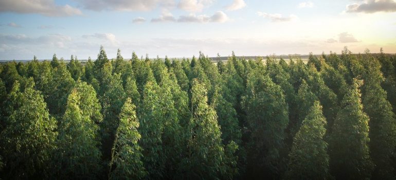 a picture of a forest stretching towards the horizon