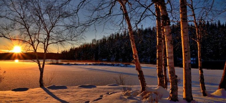 Trees covered with snow