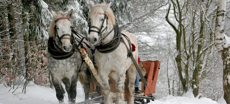 two white horses pulling sleigh