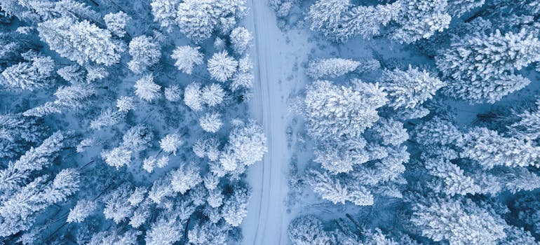 aerial-photography-of-snow-covered-trees
