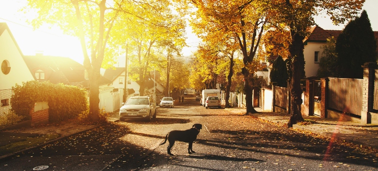 a dog standing in the street