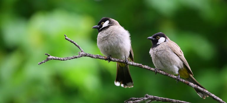 White and black birds standing on the branch. There is a lot of variety of wildlife in Pekenham and that is the reason why Pakenham is a haven for outdoor enthusiasts.