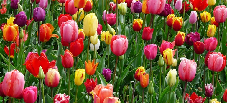 Tulips