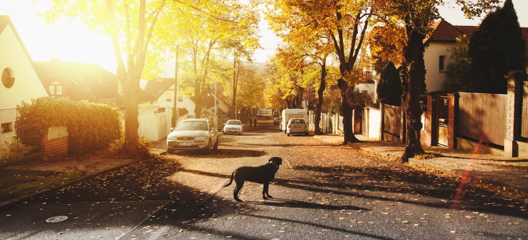 Picture of a dog on a street 