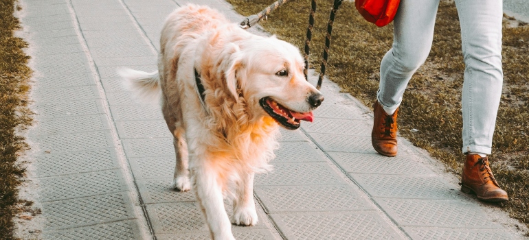 Picture of a dog on a leash 