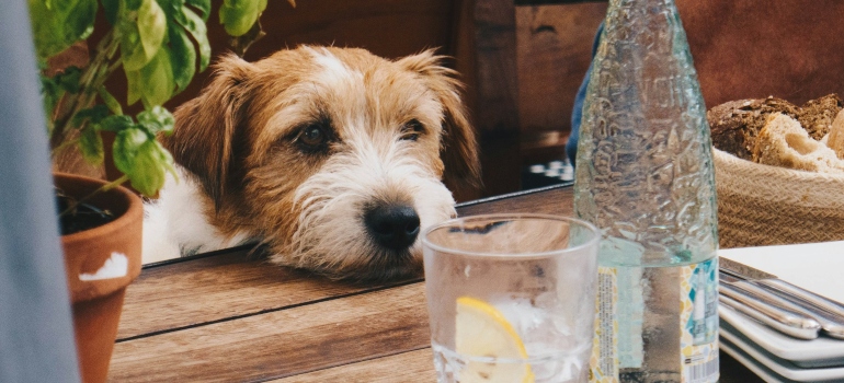 Picture of a dog at a restaurant table 