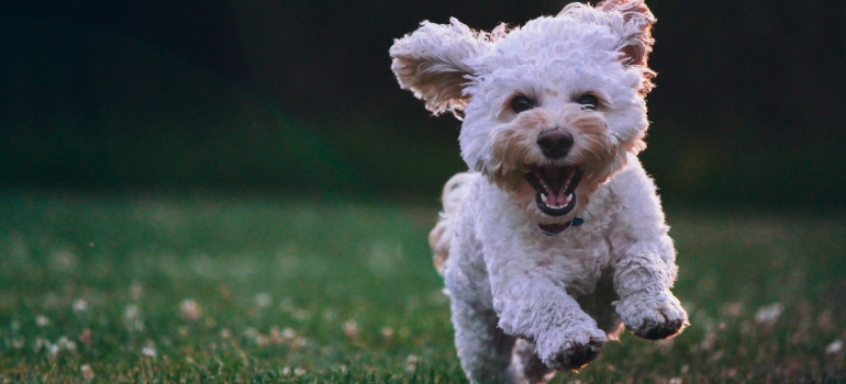 Picture of a dog enjoying the pet-friendly spots in Ottawa