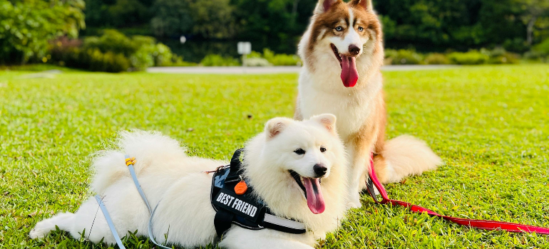 Dogs in park