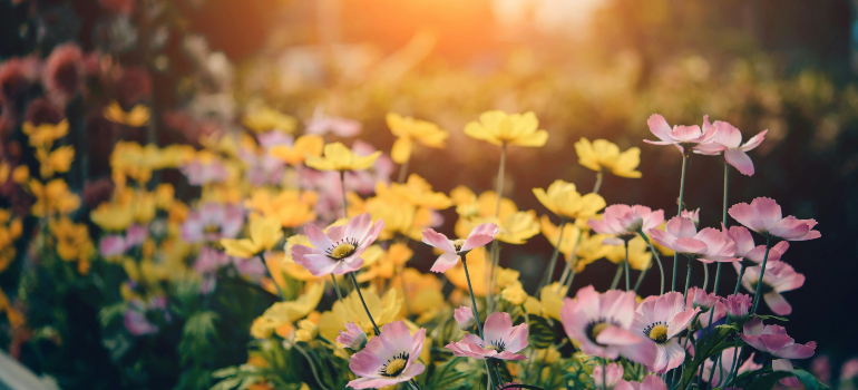 Flowers to plant