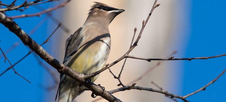 Benefits of rural life in Casselman is having a variety of beautiful and grey birds.