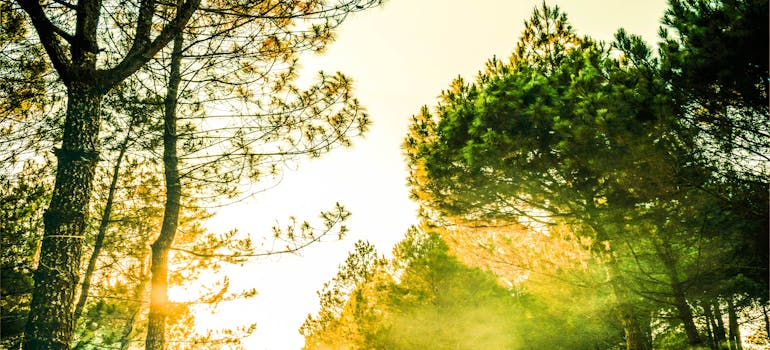 Photo of a nature