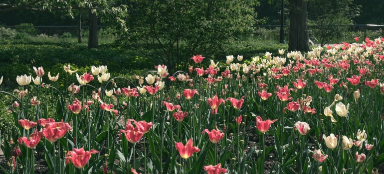 colorful flowers on a green meadow