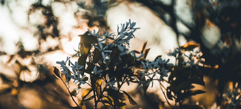 a branch with light rays seeping through at dawn