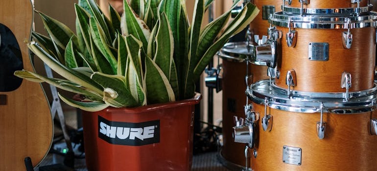 Plants and instruments inside a studio before you move your musical studio during the winter in Ottawa
