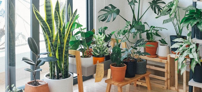 Potted plants inside a room